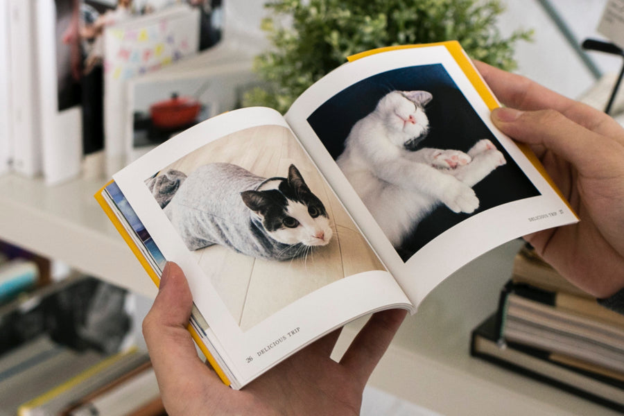 ネコ 写真
